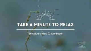 Take a Minute V: Skeleton shrimp (Caprellidae)