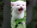 funny cat videos cute cat videos cute animals funny cat #shorts