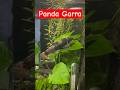 I love my #pandaGarra the best #algaeeater and loves #biofilm #queaquatics #aquarium #freshwatertank
