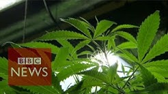 Could cannabis oil cure cancer? BBC News