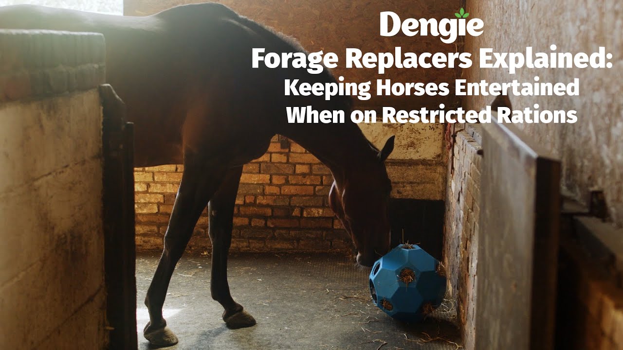 Forage Replacers Explained Keeping Horses Entertained when on Restricted Rations YouTube