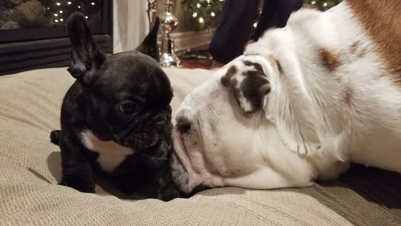 French bulldog puppy vs English Bulldog - YouTube