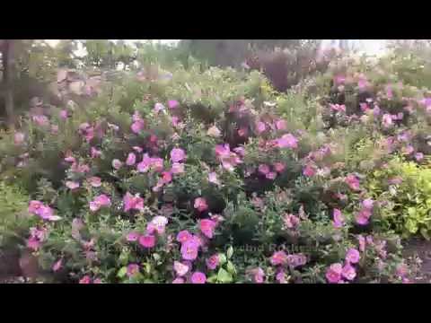 Video: Yarutka Field And Cistus Rose - Rare Plants That Heal Stomach Ulcers, Fever, Eczema