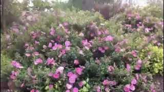 Cistus Purpureus - Orchid - Spot Rockrose