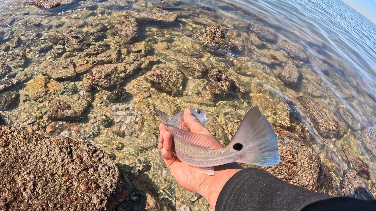 Рыбалка в заливе Тампа, Флорида. Разнообразные виды рыб! (Окунь, морская форель и многое другое!)