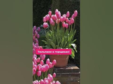 Тюльпани в горщиках!🤩 #флориум #флоріум #посадкарастений #тюльпани # ...
