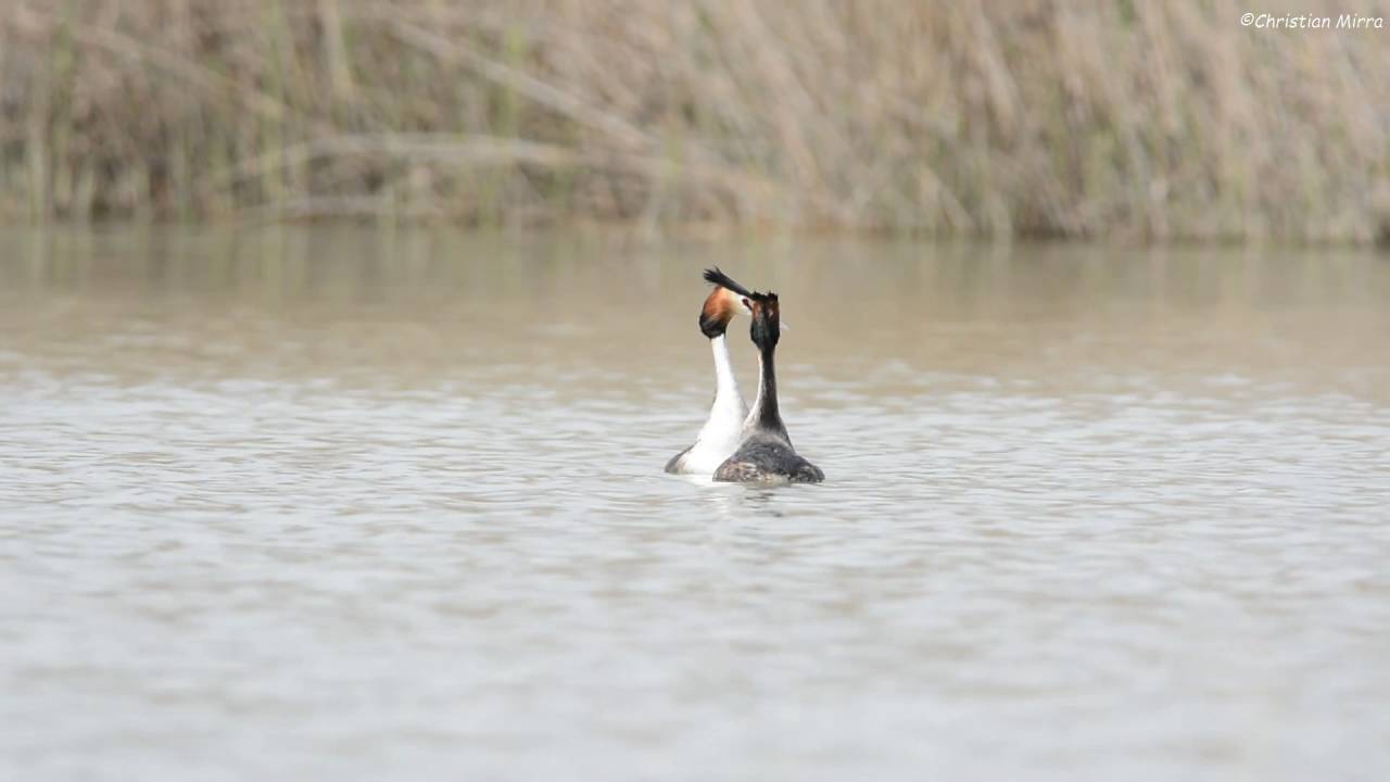 Corteggiamento Svasso maggiore