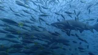 Diving with Three Grey Nurse Sharks at Broughton Island