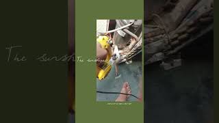 “Fixing the heart of an AC 🔧❄️ Watch this magic #HVAC #TechnicianLife #Cooling #Fixing #Shorts#Viral