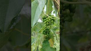 আঙ্গুরের মতো ঝুলে আছে আকনাদি/আকন্দি/নিমুকা/snake vine/Stephania japonica ফল।#nature #plants #fruit