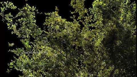 Small Plant Growth To A Huge Broad Leaf | Houdini | GrowInfinite