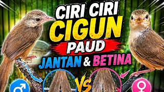 Characteristics of male and female Cigun Paud