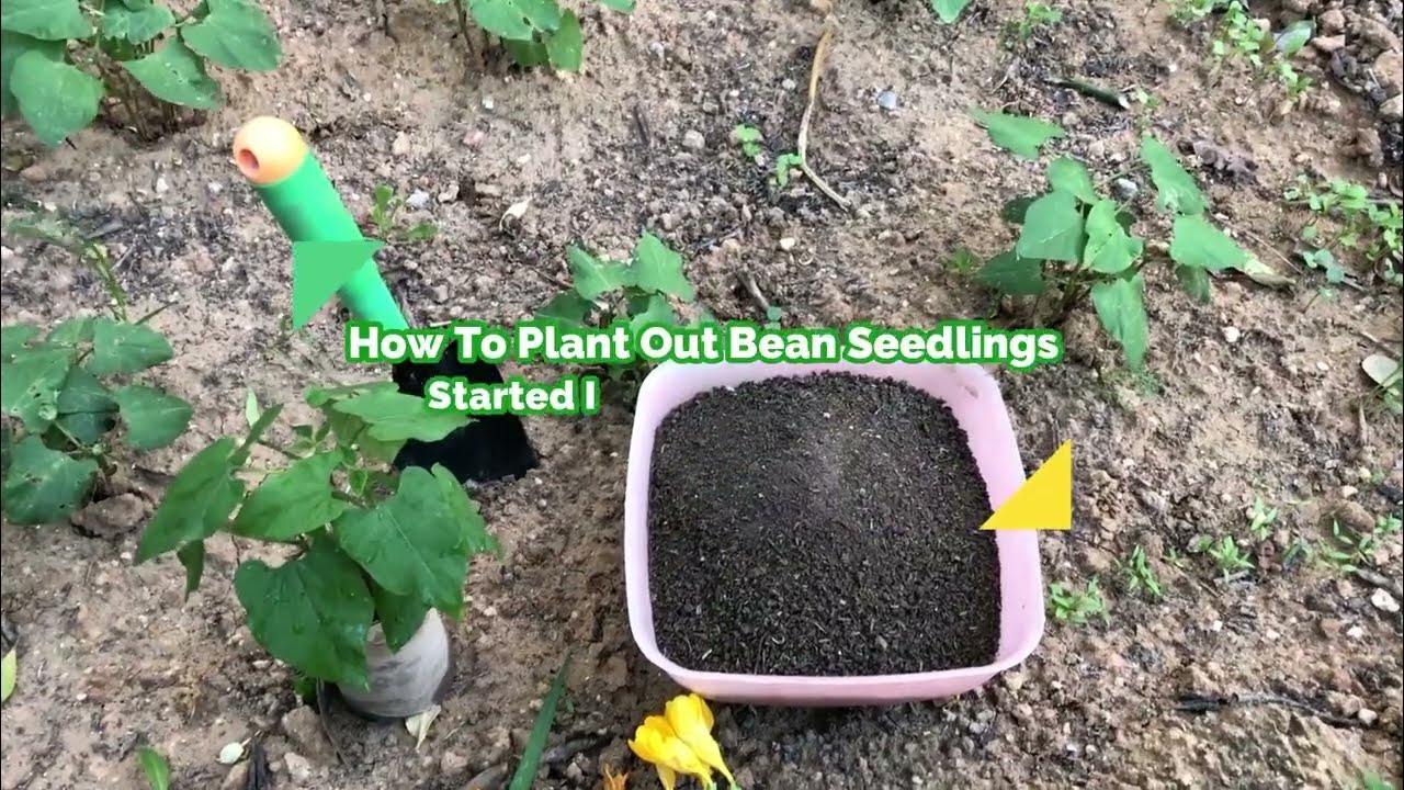 How To Plant Out Bean Seedlings Started In Toilet Paper Rolls YouTube how-to-plant-out-bean-seedlings-started-in-toilet-paper-rolls-youtube