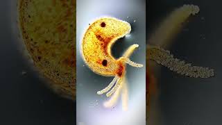 Beautiful Micro Creatures under the microscope | Learn Science biology | Know your universe #viral