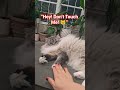 “Don’t Touch Me! Meow 😾🐾”
