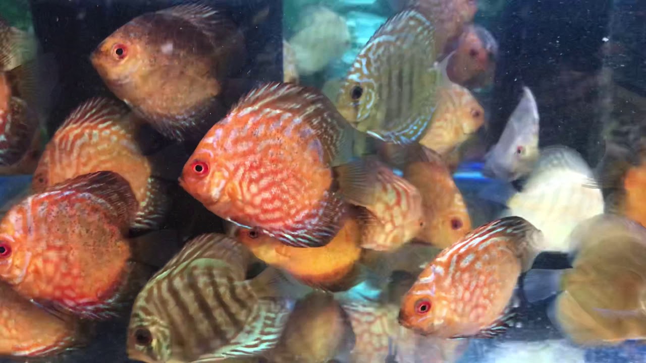 camera iphone 8 plus apk Mixed tank , Cheshire Oaks Discus