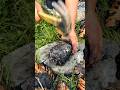Delicious roasted pine nuts - Satisfying pine nuts #shorts #viral #pine #trending
