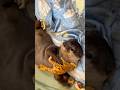 動物のおもちゃが大好きな子どものカワウソ #shorts