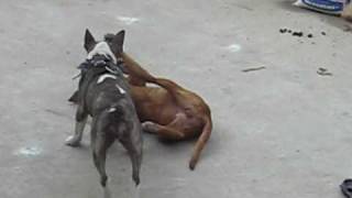 Ganjha Bullterrier Vs Pitbull Morfin Bogota