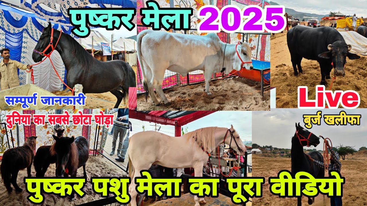 पुष्कर पशु मेला 2025 का पूरा वीडियो | Pushkar Mela 2025 | Pushkar Mela 2025 live | Pushkar Horse