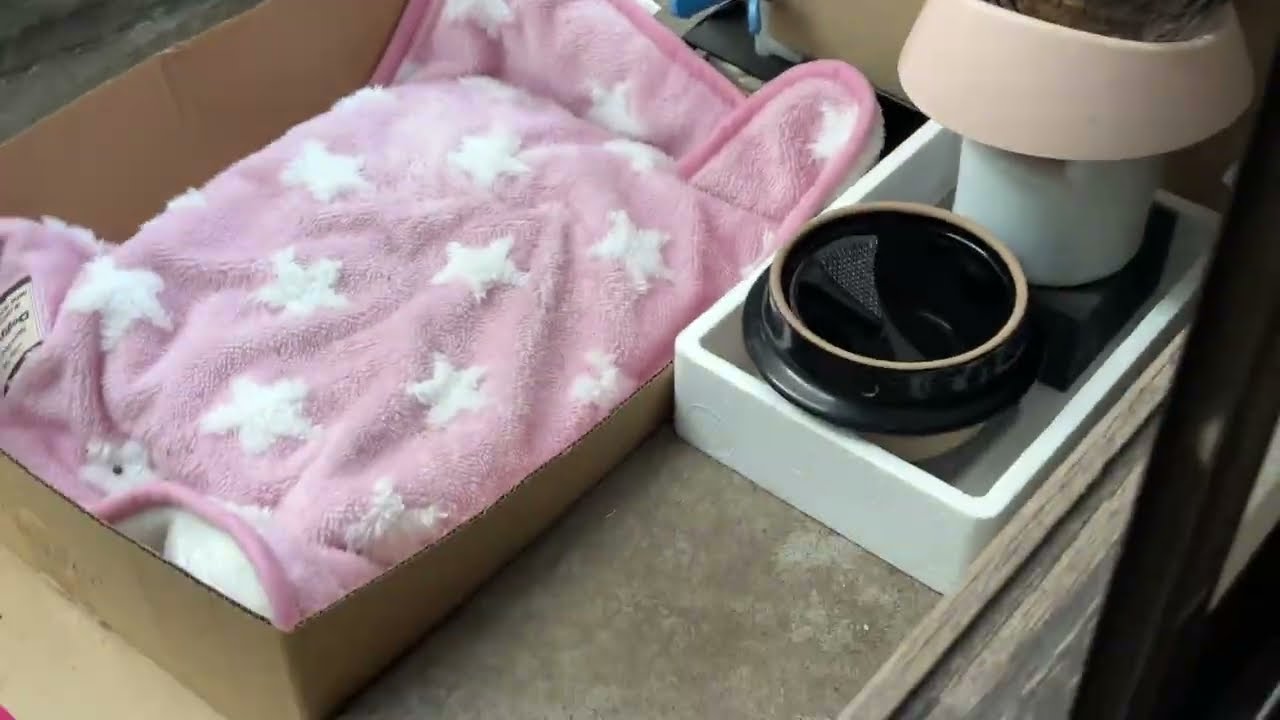 おさわり警戒注意報を出されてしまう人間▼猫に食べさせてもらう人間シリーズ41