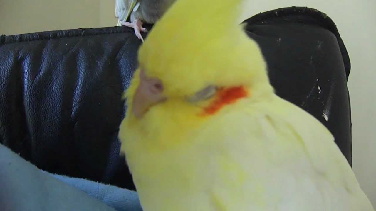Cockatiel "Birdy" grinding her beak YouTube