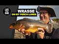 WRASSE FISHING WITH LURES USING PERCH GEAR