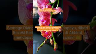 Dengarkan Shalawat Nabi #sholawatmerdu #quotesislami #motivasidiri #shalawat #freepalestine