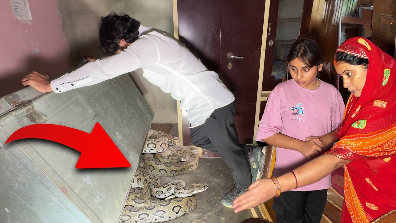 OMG अयोध्या जिले के एक ऐसे घर में जहाँ एक साथ, एशिया के 3-3 रसल वाइपर देखने को मिला, फिर क्या हुआ!😱😱