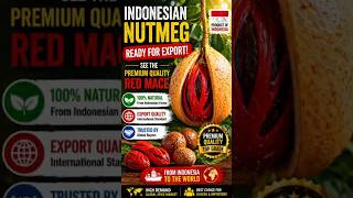 👉 Indonesian Nutmeg Ready for Export! See the Premium Quality Red Mace 🇮🇩🌰