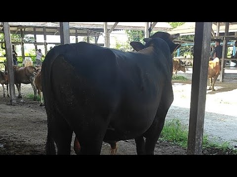 sapi jumbo, sapi brangus, big cow - YouTube