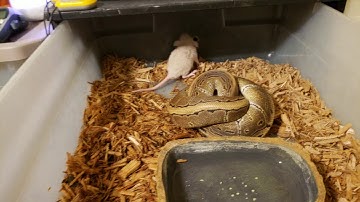 "Warning live feeding" ball pythons