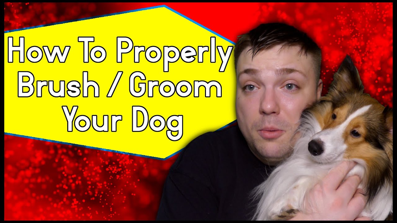 How To Properly Brush / Groom Your Dog Tips MumblesVideos Pupdate 45