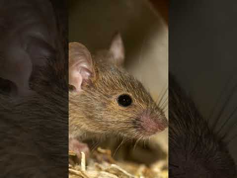 Anti Rat Repellent | Mouse Killer Sound | Very High Pitch Sound | 20Khz | Kill Rats using mobile