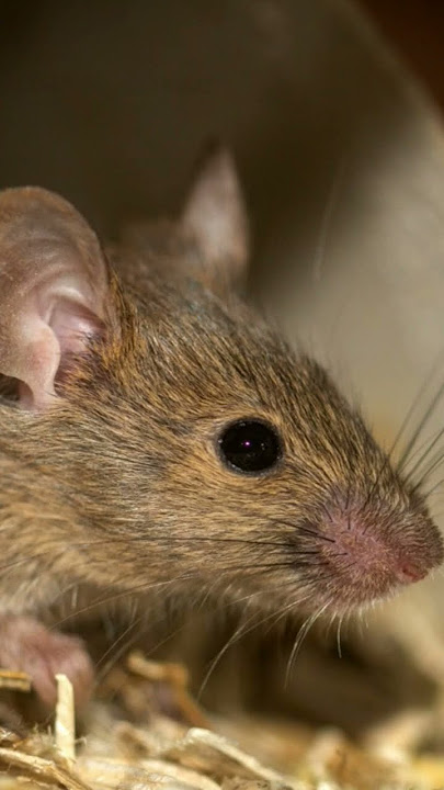 Mouse sounds #sound #mouse