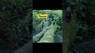 Tayras! A Must See Animal in Costa Rica!