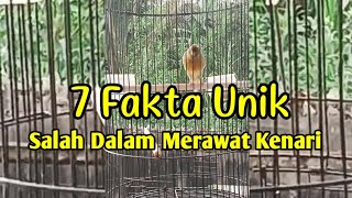 Jangan Lakukan Ini | 7 Fakta Unik Salah Merawat Burung Kenari.