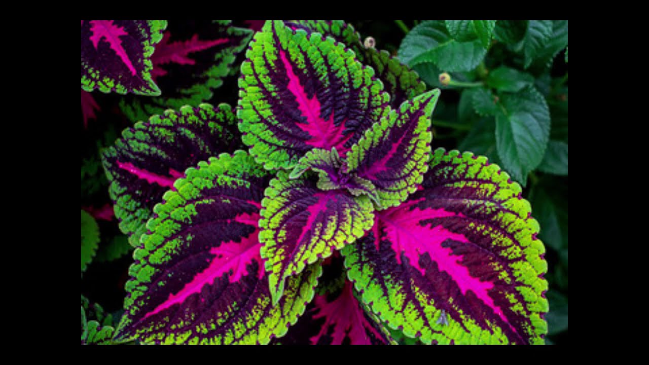 Šarene biljke Coleus za vaš vrt
