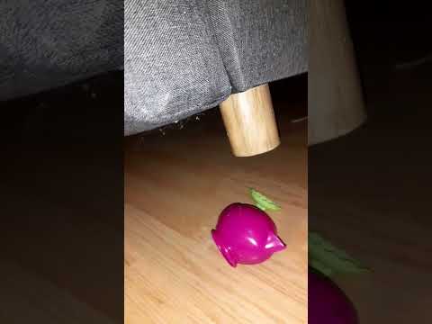 Crushing a plastic teapot with the foot of the couch