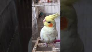 Download Lagu No magic, only love  Every bird you trust you#BirdBonding #BirdCare #Lovebird #Budgie #CuteBird MP3
