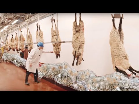 Video: ¿Quién cría las ovejas para obtener lana?