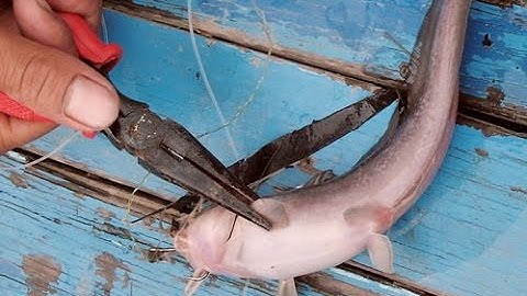 đi câu cá ngát khủng trên sông Hàm Luông - câu cá Miền Tây