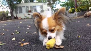 Whisper the Papillon and her corn cob by Narelle Robinson 19 views 9 years ago 1 minute, 28 seconds