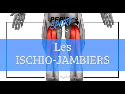 Anatomie : les muscles ischio jambiers