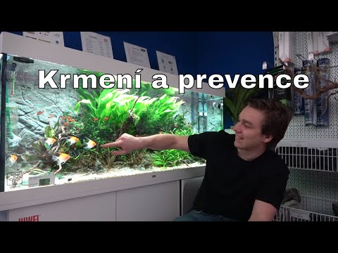 Video: Ako Kŕmiť Akvarijné Ryby