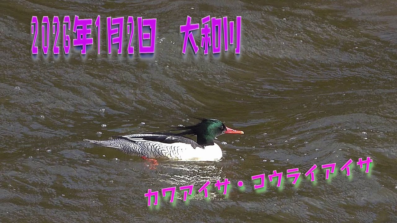 2026年1月2日 大和川 カワアイサ コウライアイサ 真面目な動画 - YouTube