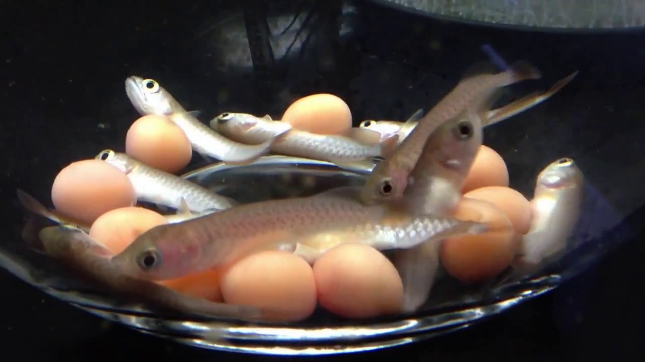 🐟Arowana Life🐟 After Asian Arowana eggs hatching 33 Days 2🐟 YouTube