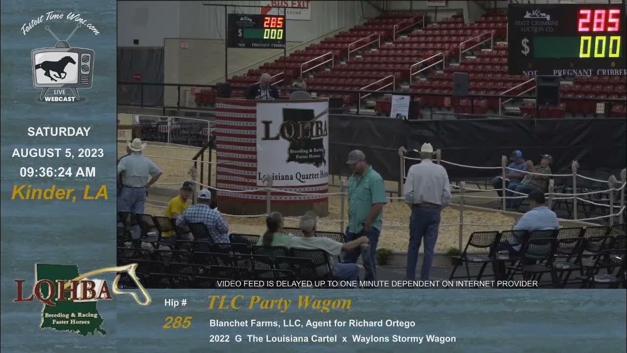 LQHBA 2023 Yearling Sale Day 2 YouTube