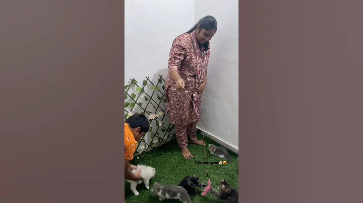 Watch the video about Persian kittens😻❤️7010336196 #shorts #viralvideo #trending #persiancat #kitten #vibes #funny #gift