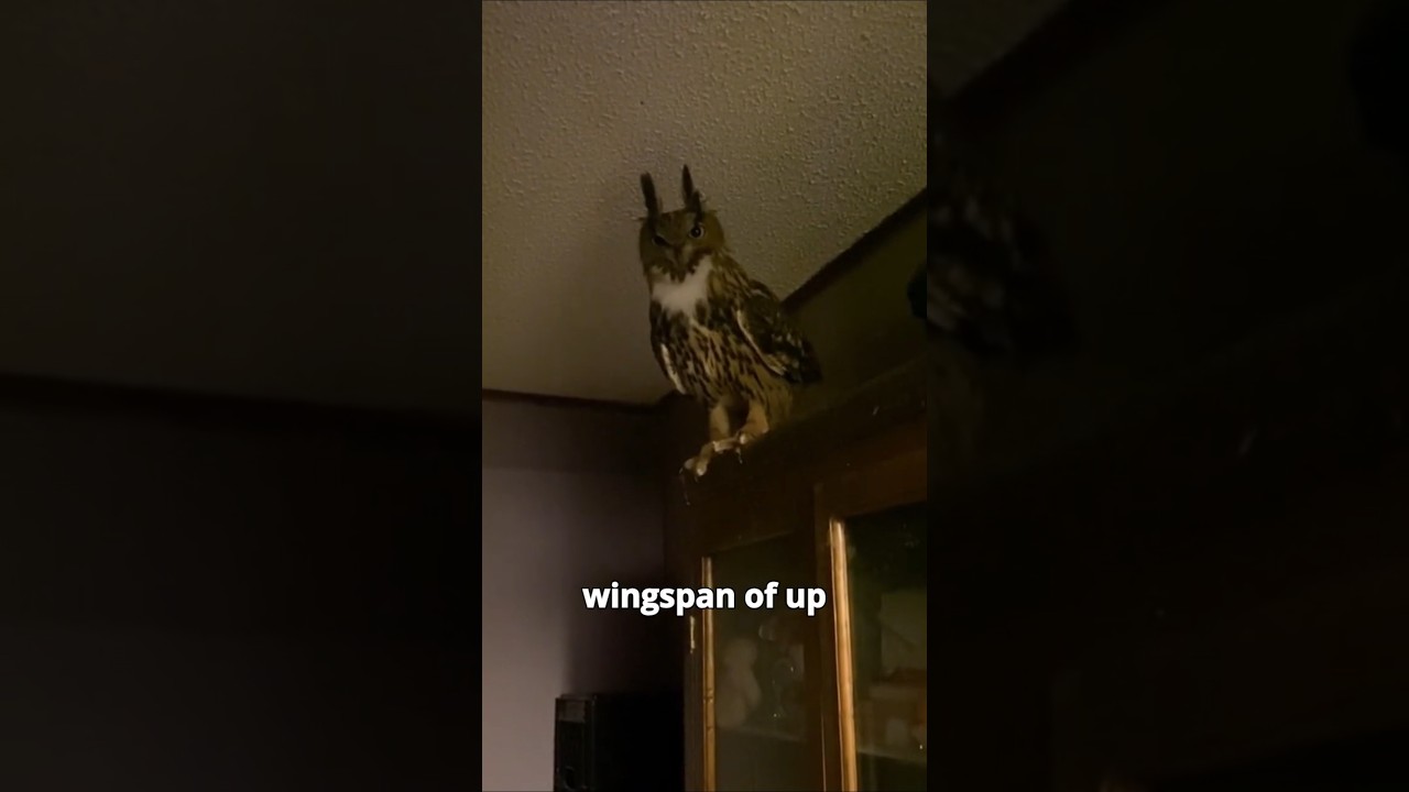 This Owl Hunts Like a Panther… and It’s Terrifying 